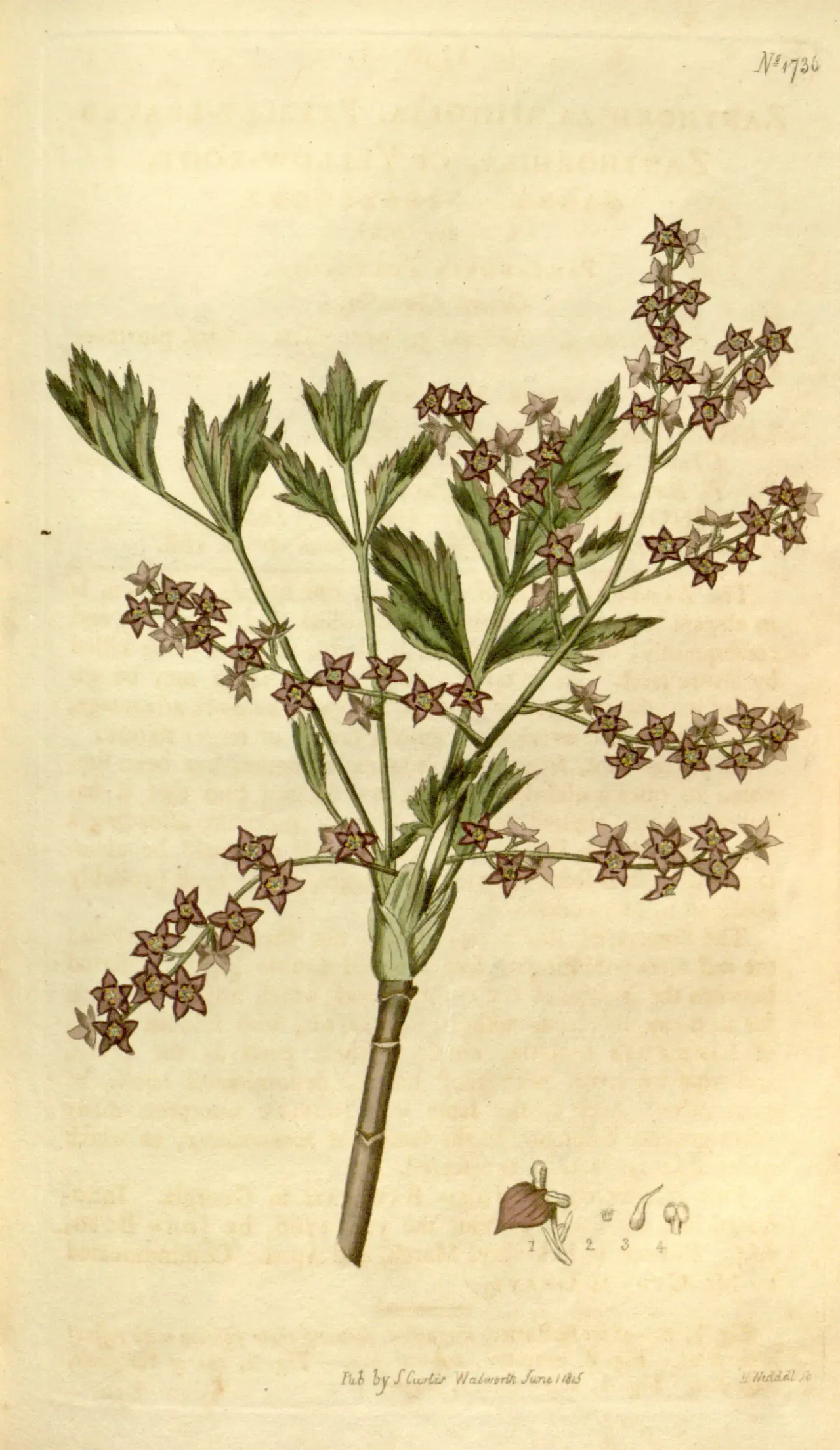 Shrub Yellowroot (Xanthorhiza simplicissima)