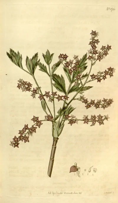 Shrub Yellowroot