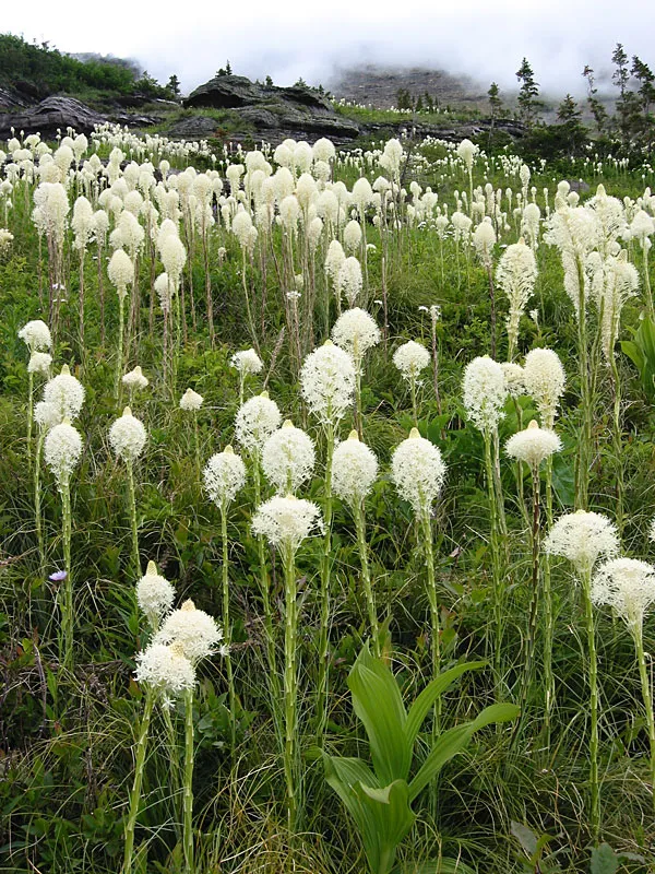 Common beargrass (Xerophyllum tenax)