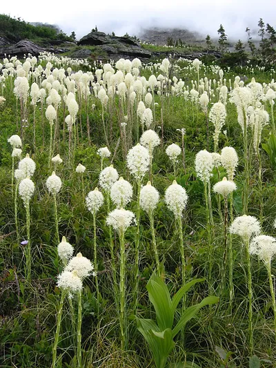 Common beargrass