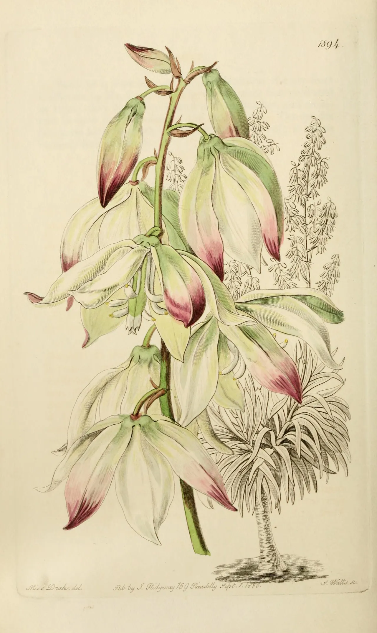 Aloe Yucca (Yucca aloifolia)