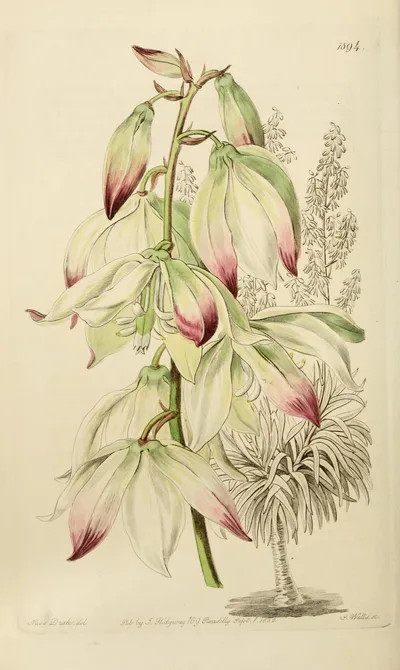 Aloe Yucca