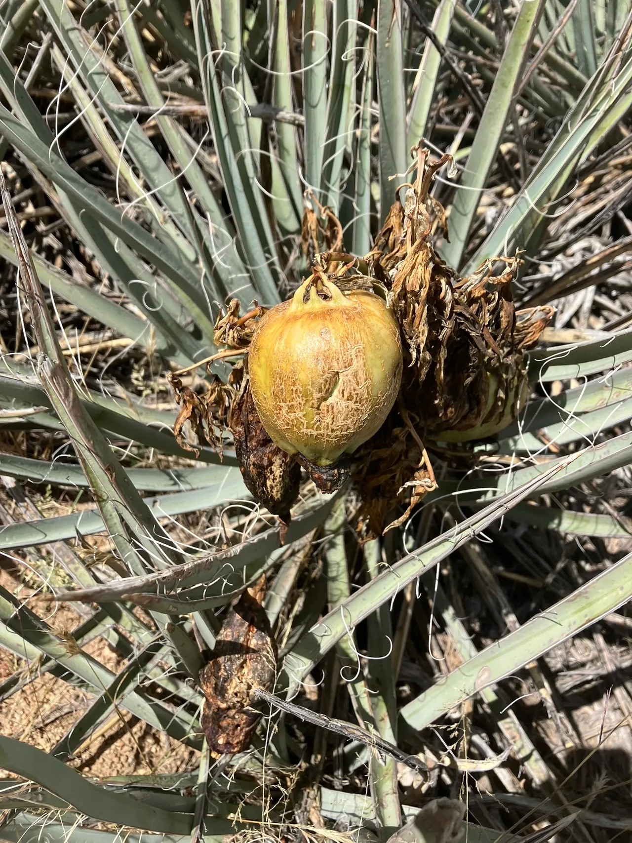 Banana Yucca (Yucca baccata)