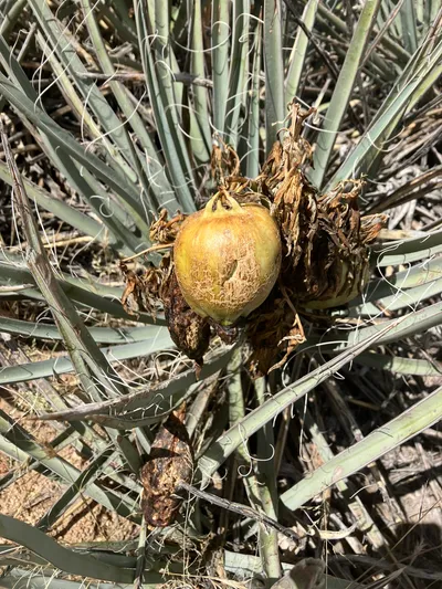Banana Yucca