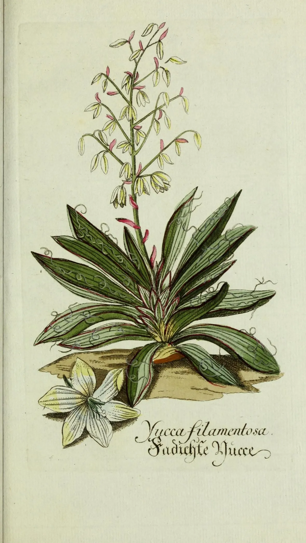 Common yucca (Yucca filamentosa)