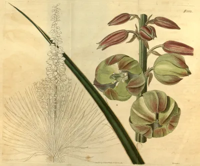 Great Plains yucca