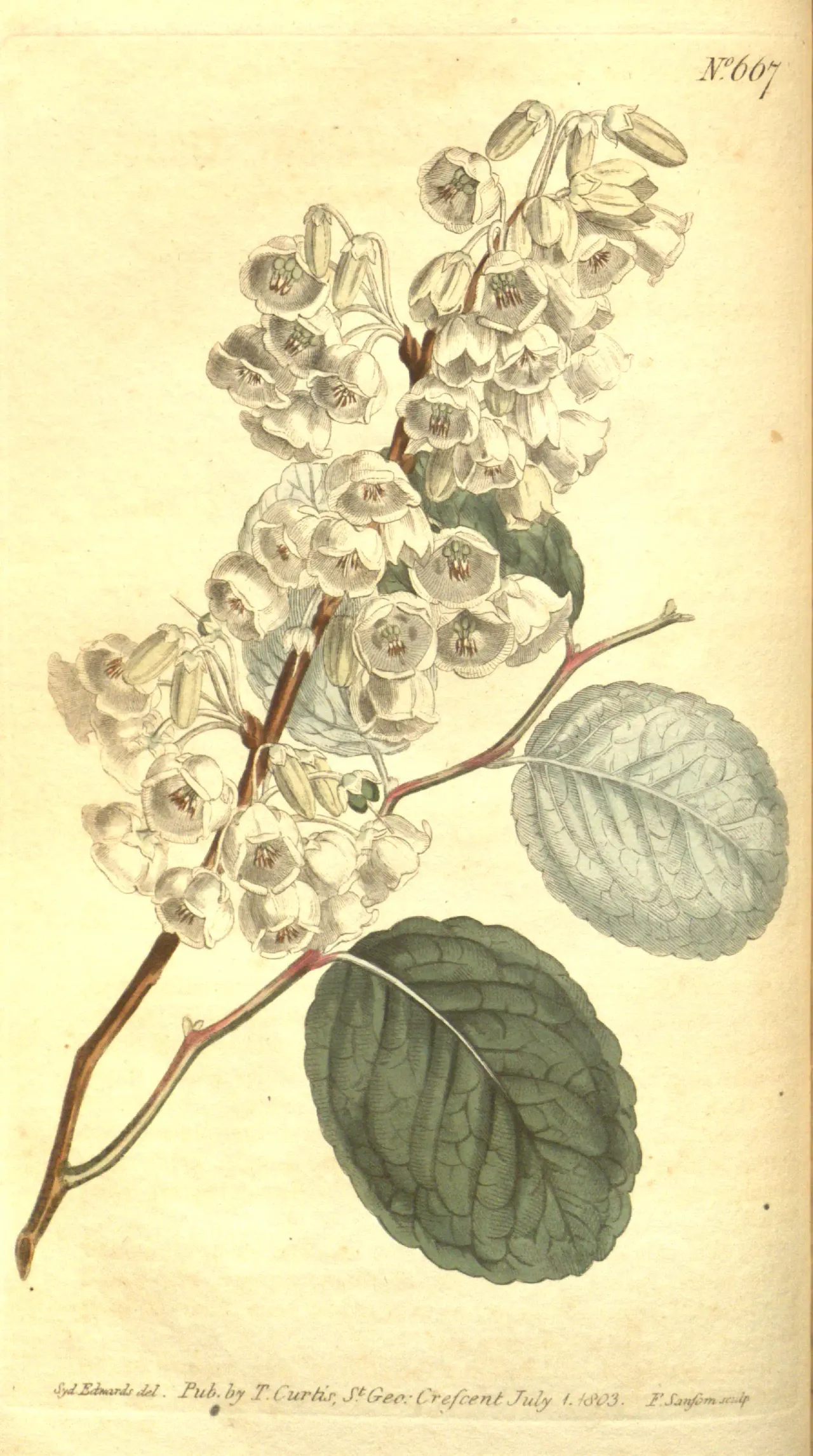 Honey-cup (Zenobia pulverulenta)