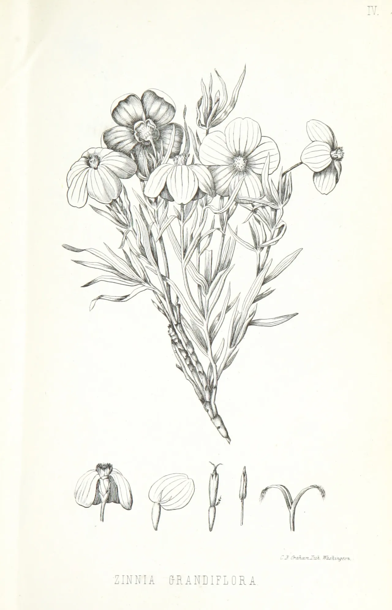 Rocky Mountain zinnia (Zinnia grandiflora)