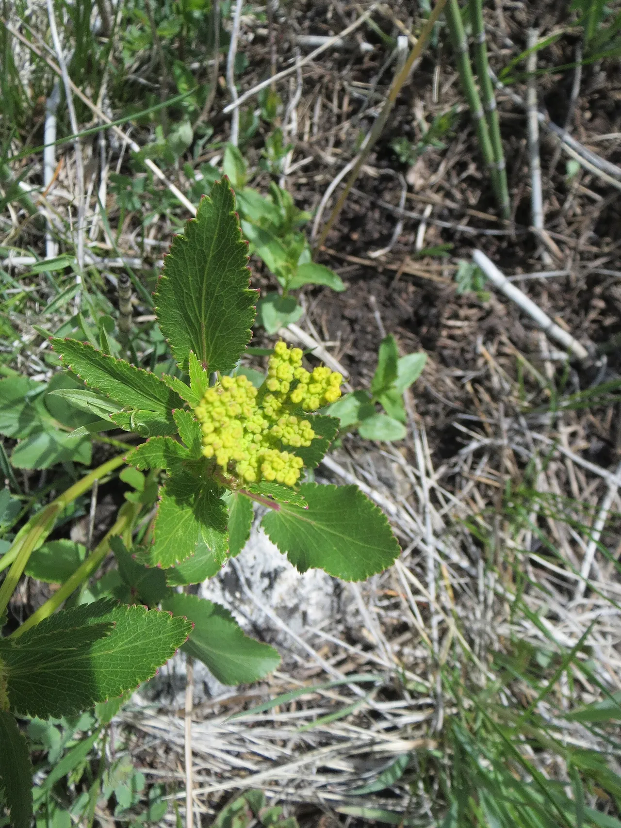 Heart-leaf golden Alexanders (Zizia aptera)