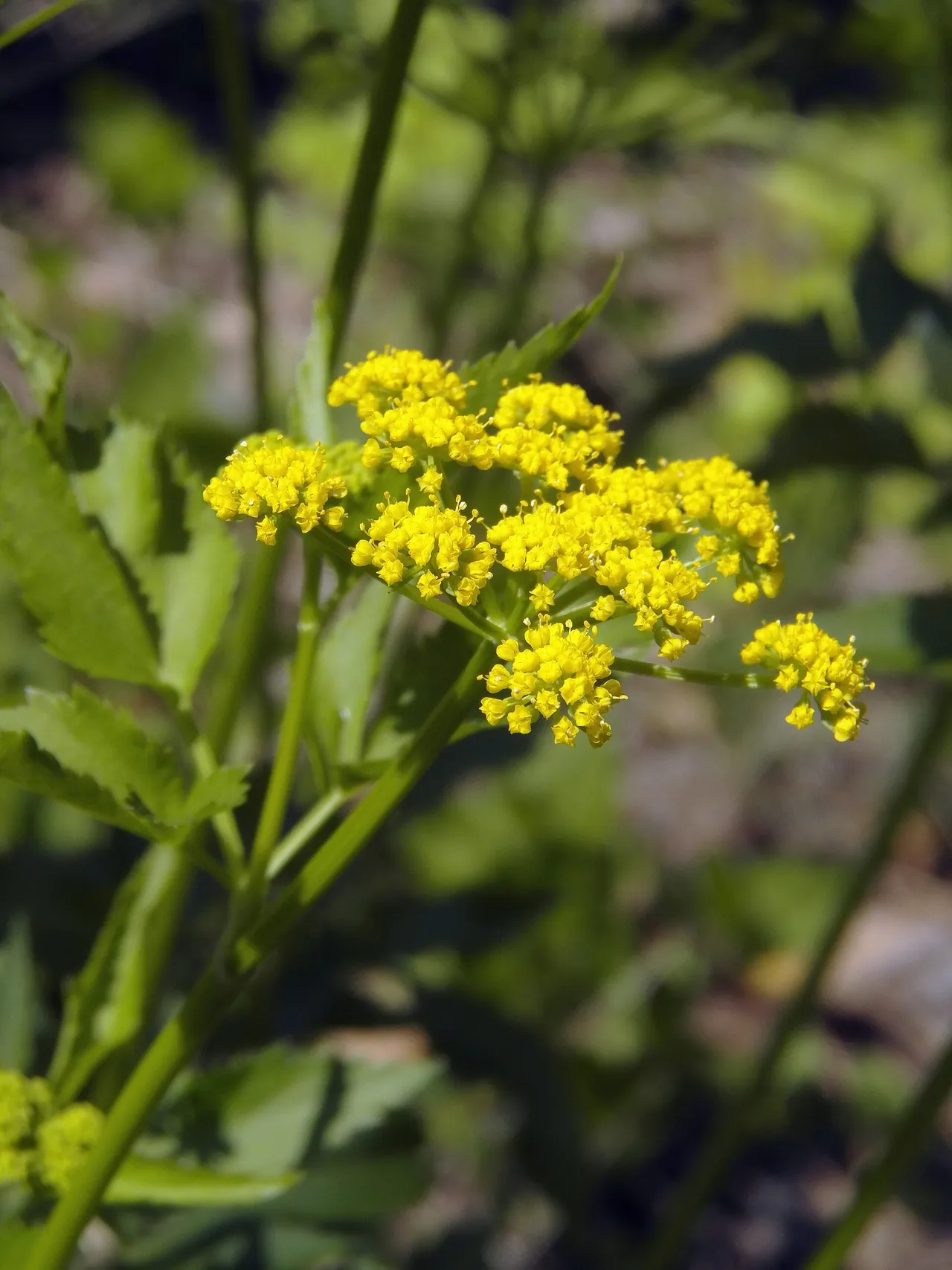 Golden Alexanders (Zizia aurea)