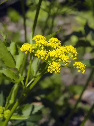 Golden Alexanders